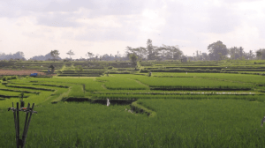 The beautiful fields of the village with swallows flying by are captivating. 