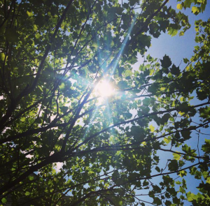 Look for the guiding light among the leaves. 