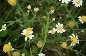 Wild flowers are so pretty. 