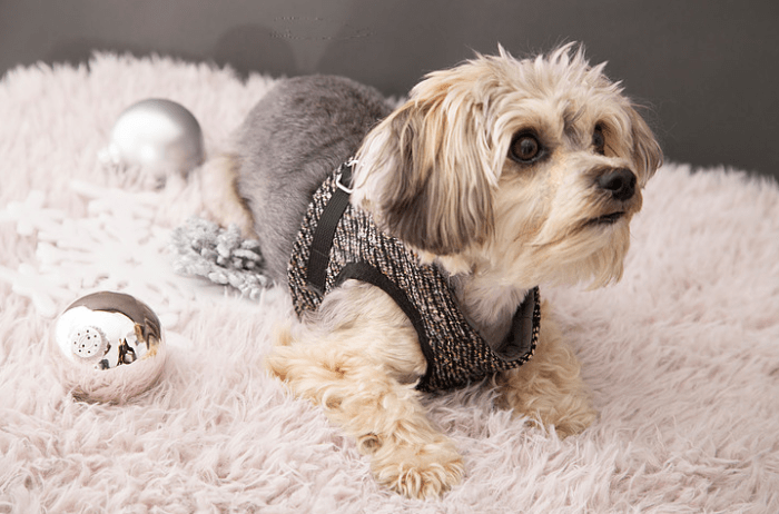 Screen Shot 2015-12-28 at 12.25.09 PM