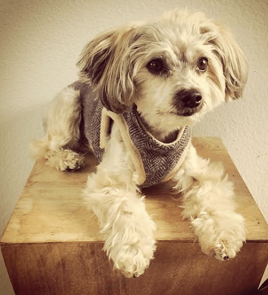 Screen Shot 2016-05-11 at 1.08.28 PM