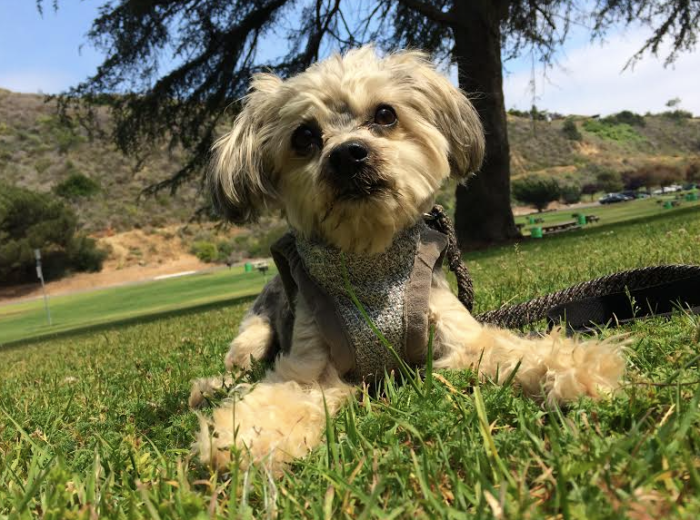 Screen Shot 2016-05-19 at 4.29.37 PM