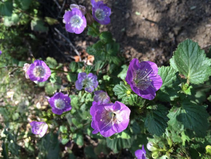 Screen Shot 2016-05-21 at 8.06.49 PM