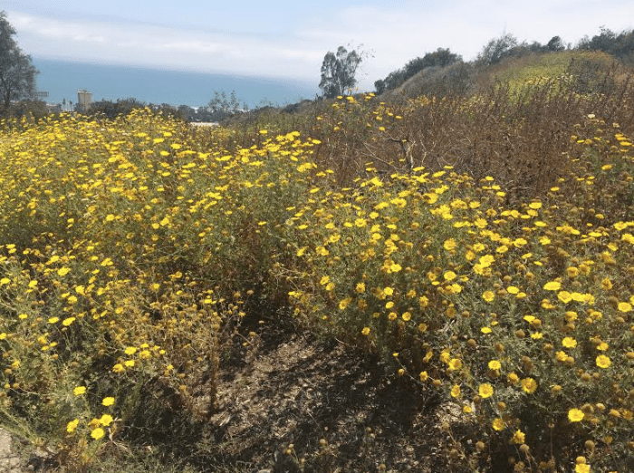 Screen Shot 2016-05-30 at 9.50.01 PM