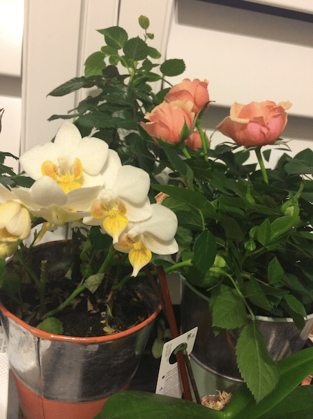 Screen Shot 2016-06-15 at 7.30.14 AM