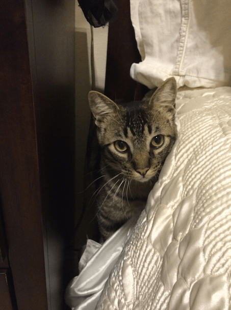 Screen Shot 2016-06-15 at 7.30.37 AM